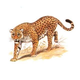 Pantherapardus-1.jpg Panthera pardus picture by tarahomi