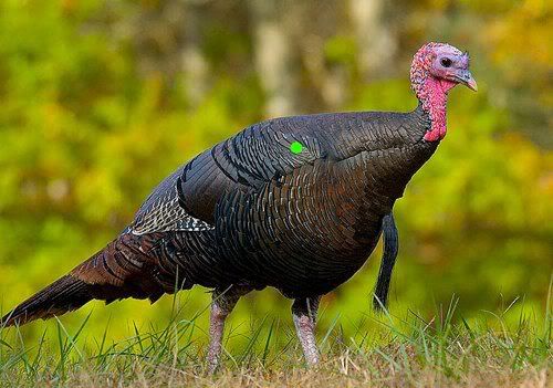 Turkey Standing