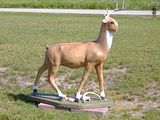 deer1.jpg image by gnu-linux