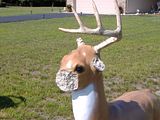 deer5.jpg image by gnu-linux