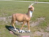 deer6.jpg image by gnu-linux