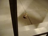 frog1.jpg image by gnu-linux
