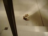frog2.jpg image by gnu-linux