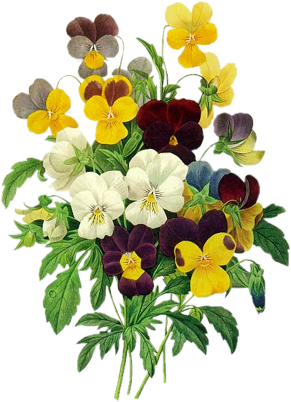 Redoute_BouquetofPansies_nlb.png picture by CHELYBUZ_album