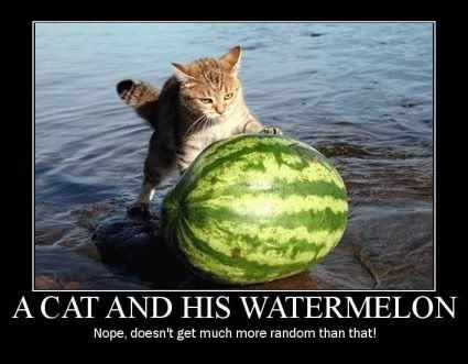 catwatermelon.jpg