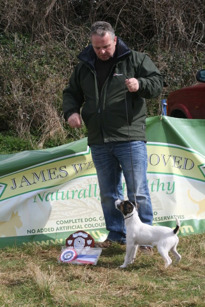 CrewkerneLurcherTerrierShow2010063.jpg