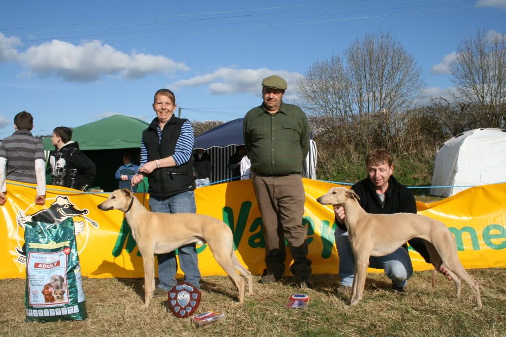 CrewkerneLurcherTerrierShow2010111.jpg