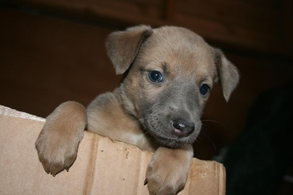 Puppiesat5weeks009.jpg