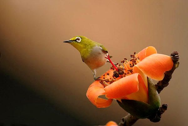 beautiful bird Pictures, Images and Photos