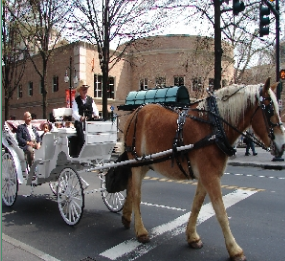 Carriage Rides Charlotte NC
