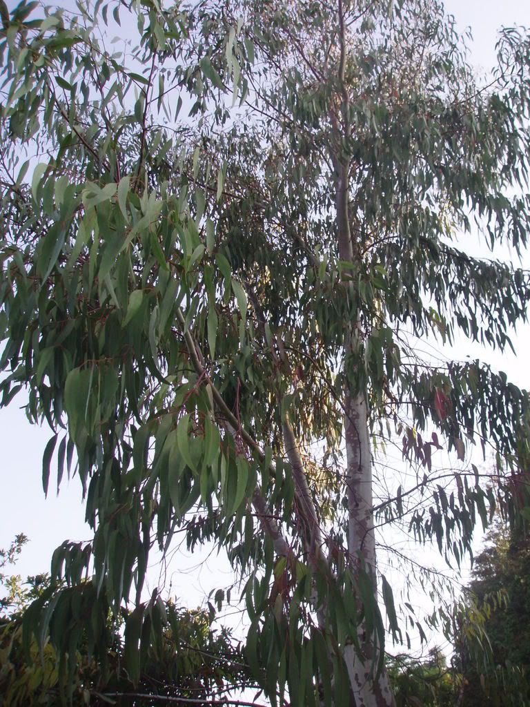 Eucalyptus