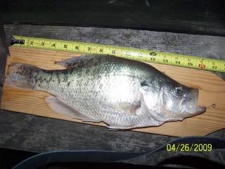 tarpcrappie.jpg