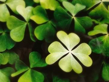 Four Leaf Clover Pictures, Images and Photos
