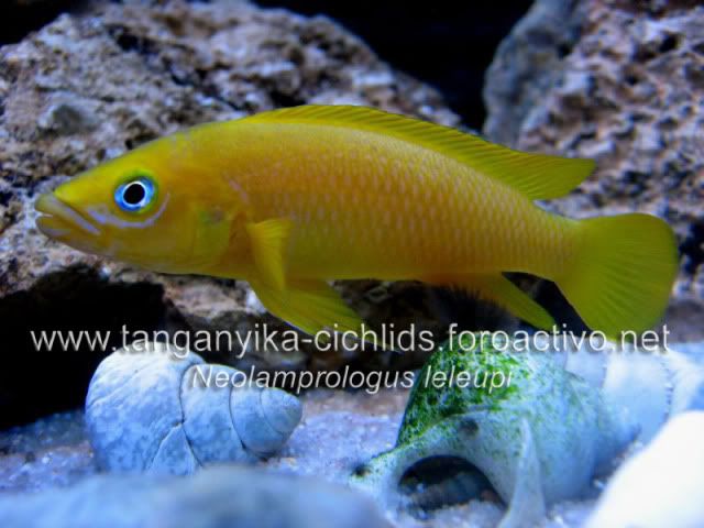 Neolamprologus leleupi (mora)