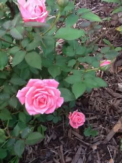 Photobucket Pictures, Images and Photos