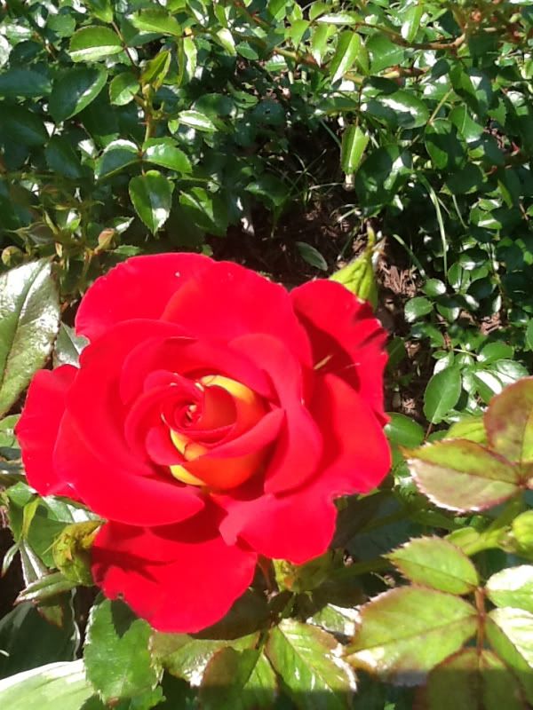 Uploaded from the Photobucket iPad App