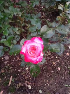 Photobucket Pictures, Images and Photos