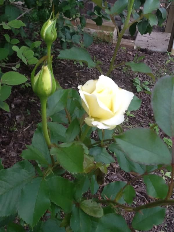 Photobucket Pictures, Images and Photos