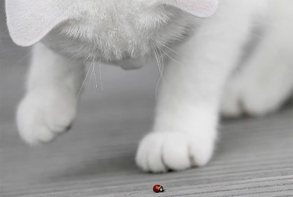 KittenLadyBug