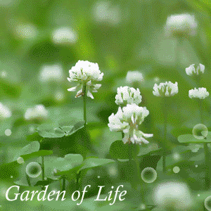 flowers_garden_of_life.gif picture by yuanhu