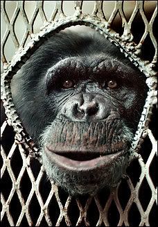 Moe the Chimp: Photo by Walt Mancini -- Associated Press 
