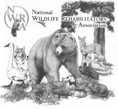 Animal Career in Wildlife Rehabiliation