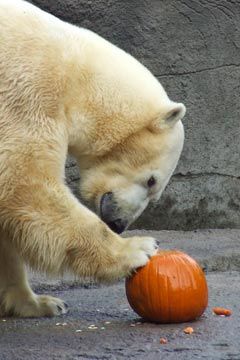 beast feast polar bear pumpkin