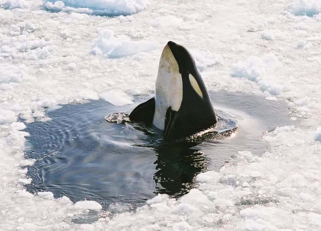 orcinus orca aka killer whale or orca