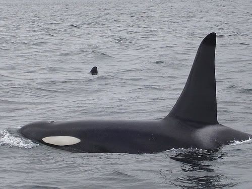 wild orcas captive orcas