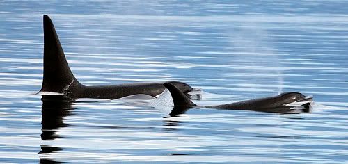 dawn brancheau sea world killer whale tillikum