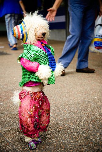 dog fashion fulfills human needs not the dogs