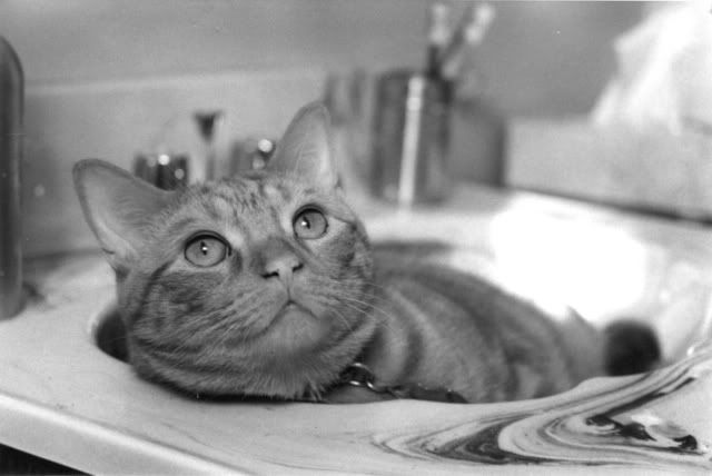 Cat Urinating In Sink Bathtub