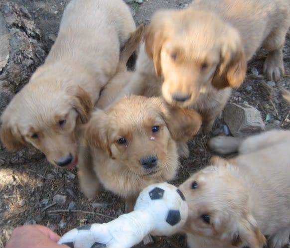 puppy socialization and redirection