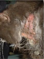flea collar toxicity and flea collar injury on cat