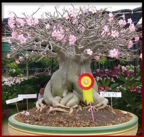 Adenium Care items in Durham Botanicals 