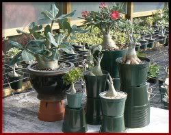 Adenium Care items in Durham Botanicals 