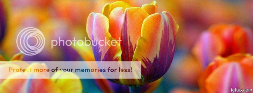 Portada para FaceBook - Tulipan de colores 