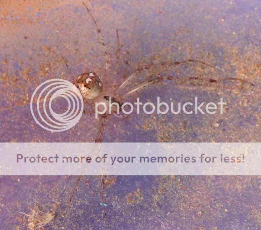 Insect and Spider IdentificationCLOSED Identify Missouri Spider