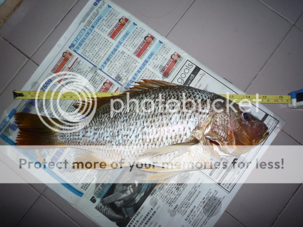 fishinghk 69 鱼乐专题 69 ikada 筏钓 69 39 cm 牙点