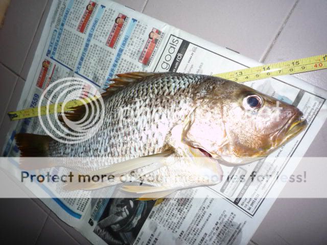 fishinghk 69 鱼乐专题 69 ikada 筏钓 69 39 cm 牙点