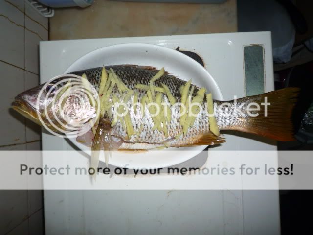 fishinghk 69 鱼乐专题 69 ikada 筏钓 69 39 cm 牙点